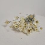 20250811_174540 Immortelle de Belleville blanc