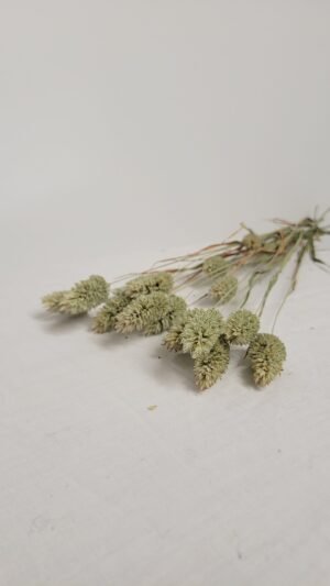 20250811_174631 Phalaris