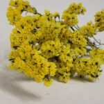 20250811_174714 Statice