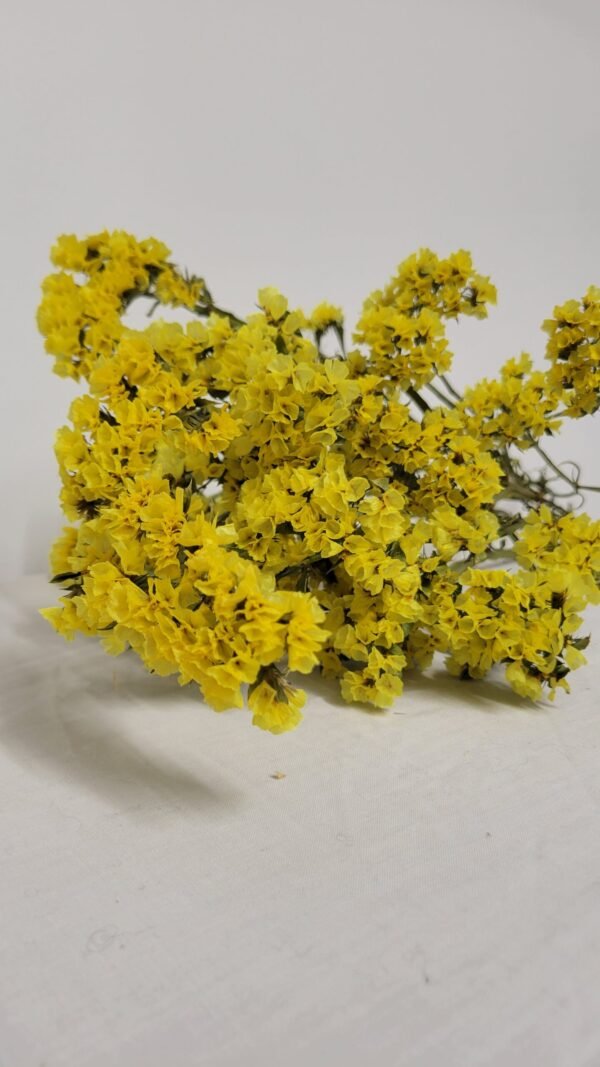 20250811_174714 Statice