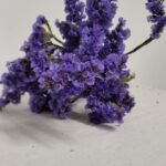 20250811_174856 Statice