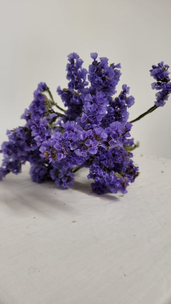 20250811_174856 Statice