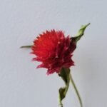 20251029_181029 Gomphrena rouge