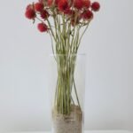 20251029_181113 Gomphrena rouge