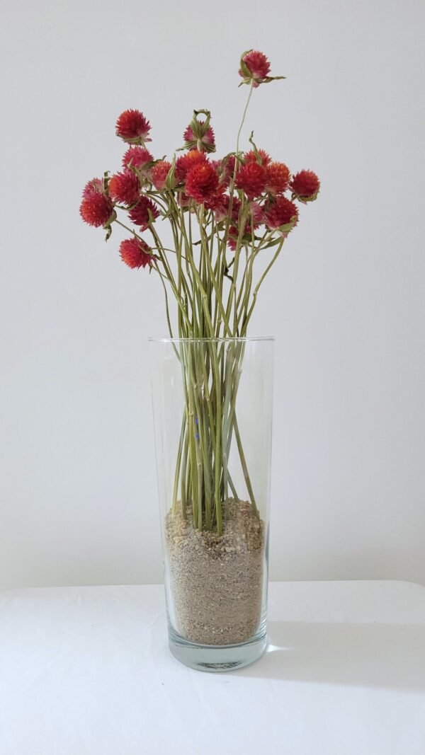 20251029_181113 Gomphrena rouge