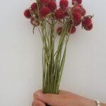 20251029_181153 Gomphrena rouge