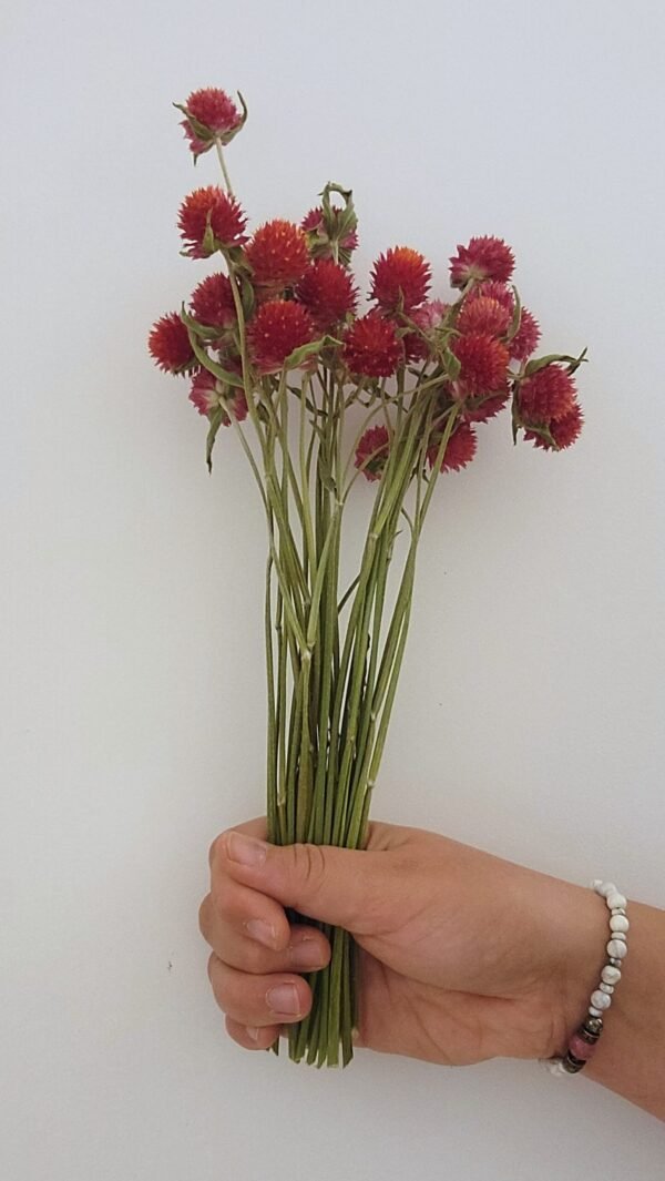 20251029_181153 Gomphrena rouge