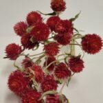 20260202_143122 Gomphrena