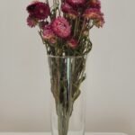 Immortelle rose