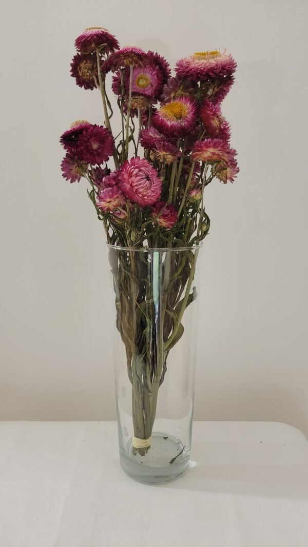 Immortelle rose