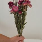 Immortelle rose