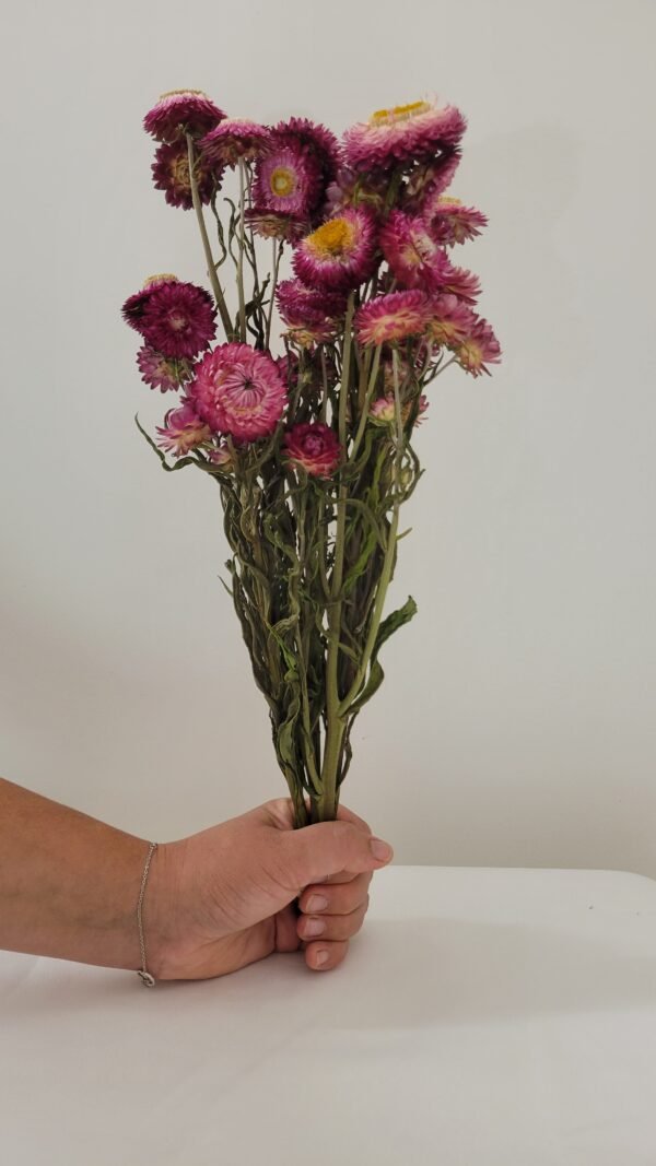 Immortelle rose