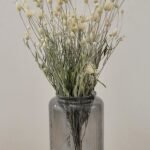 Immortelle de Belleville blanc