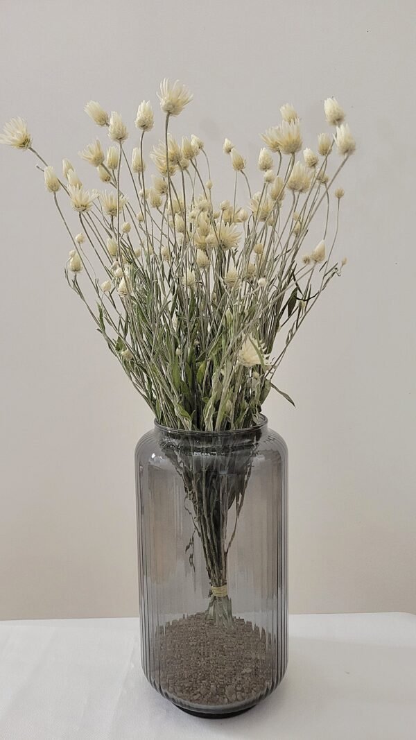 Immortelle de Belleville blanc