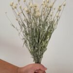 Immortelle de Belleville blanc
