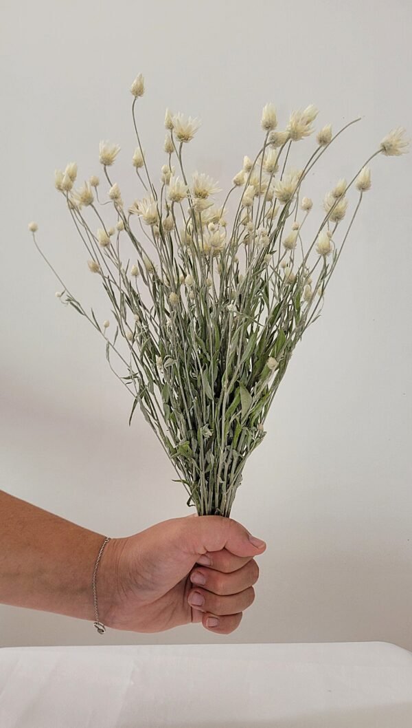 Immortelle de Belleville blanc
