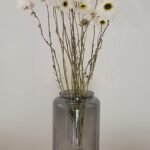 Acroclinium blanc