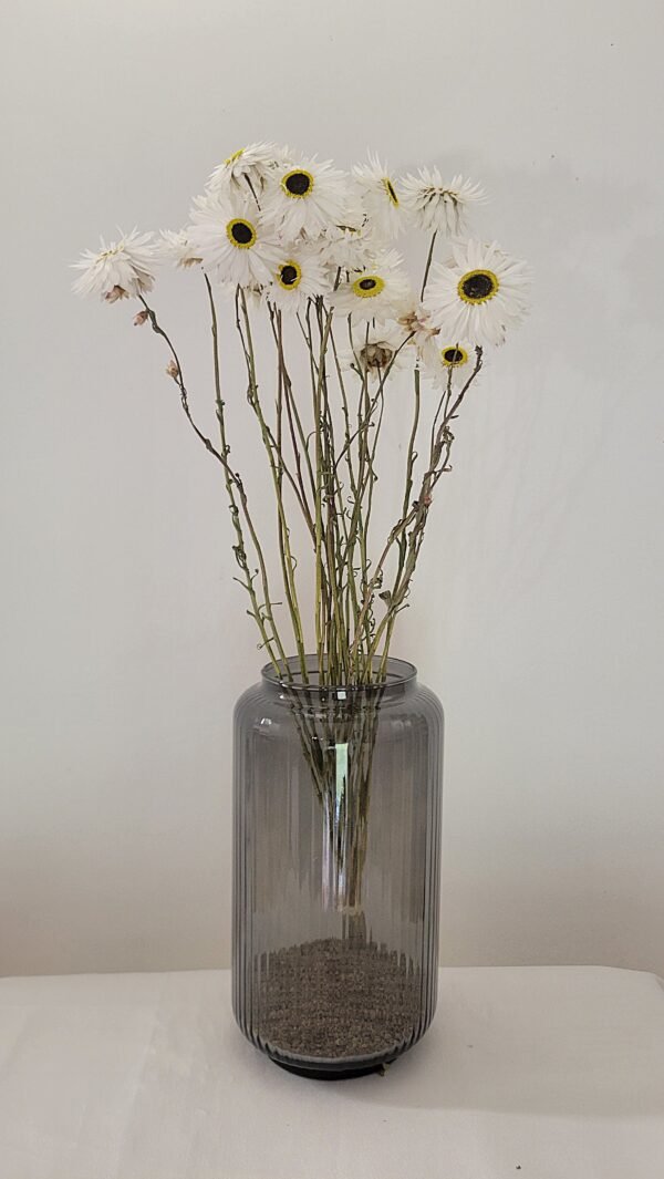 Acroclinium blanc