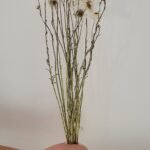 Acroclinium blanc