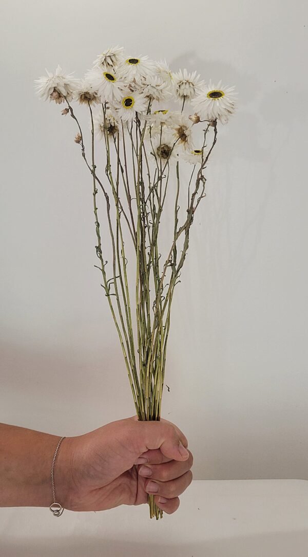Acroclinium blanc
