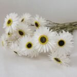 Acroclinium blanc