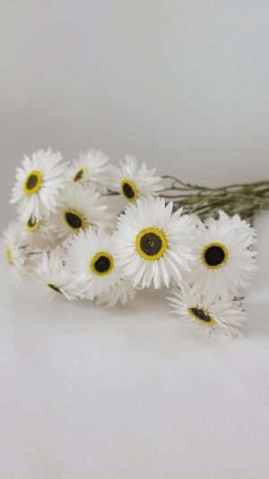 Acroclinium blanc