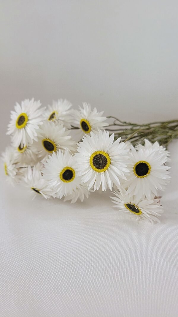 Acroclinium blanc