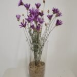 20250811_172324 Immortelle de Belleville violet