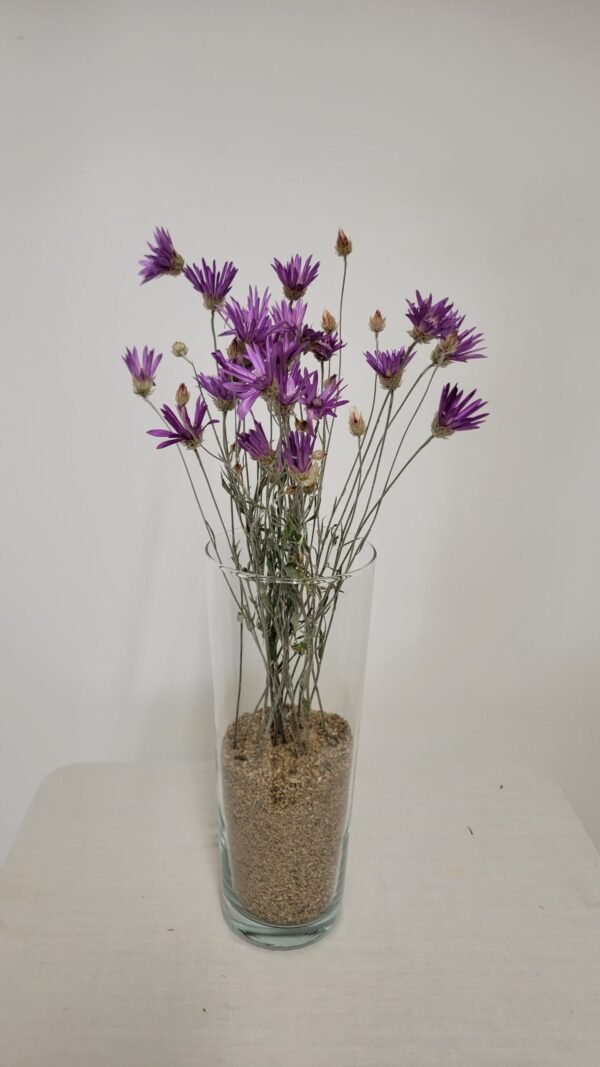 20250811_172324 Immortelle de Belleville violet