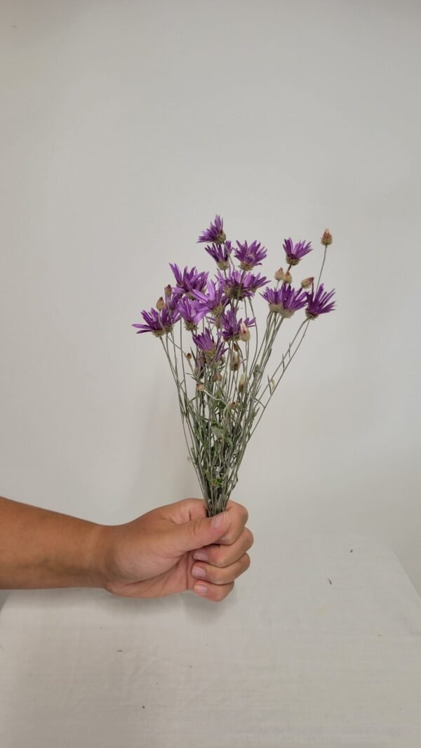 20250811_172340 Immortelle de Belleville violet