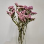 20250811_173620 Statice rose