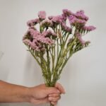 20250811_173645 Statice rose