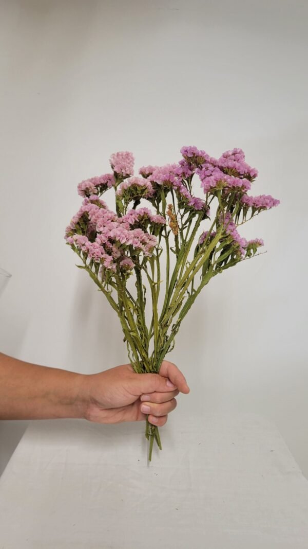 20250811_173645 Statice rose