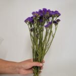 20250811_173800 Statice violet