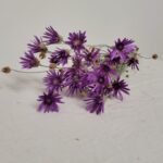 20250811_174548 Immortelle de Belleville violet