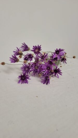 20250811_174548 Immortelle de Belleville violet