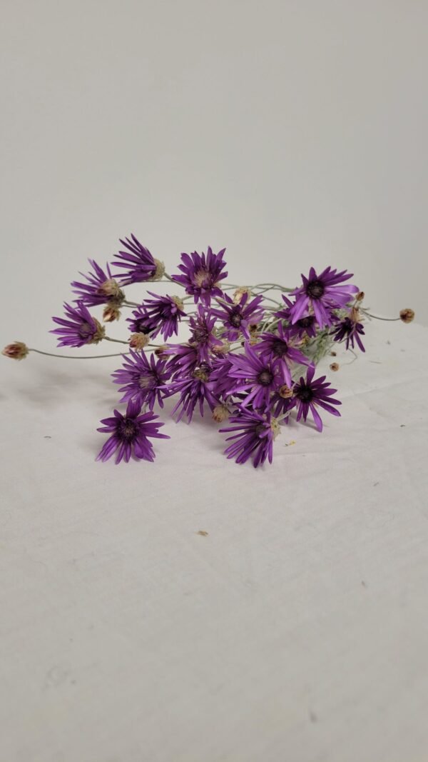 20250811_174548 Immortelle de Belleville violet