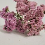 20250811_174758 Statice