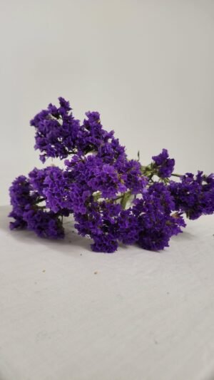 20250811_174917 Statice violet