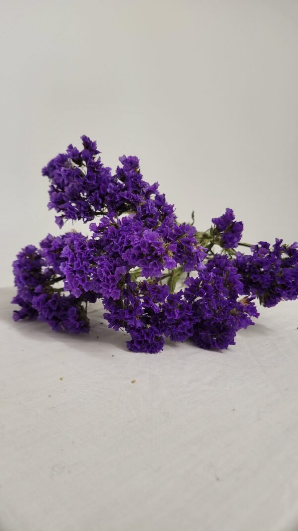 20250811_174917 Statice violet