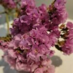 20251029_153434 Statice rose