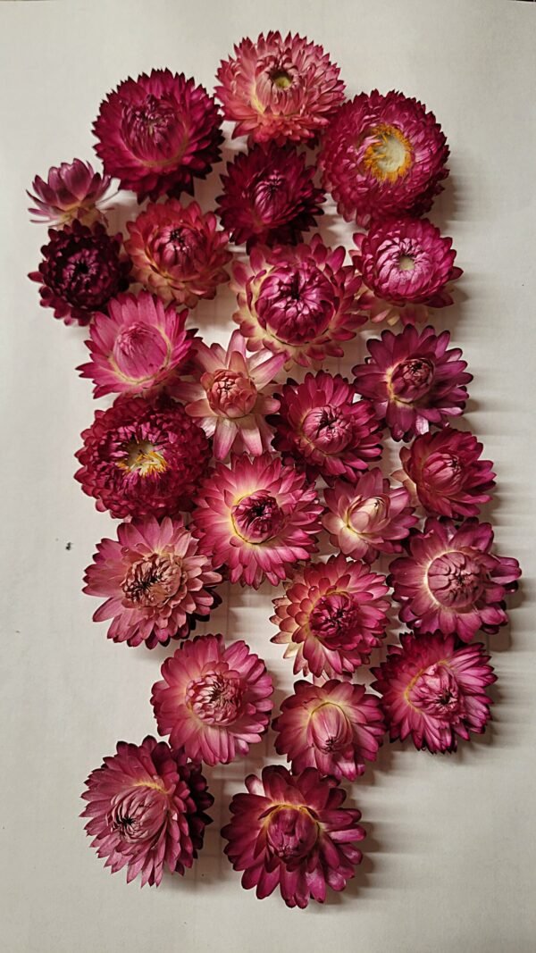 20250721_184035 Immortelles roses séchées