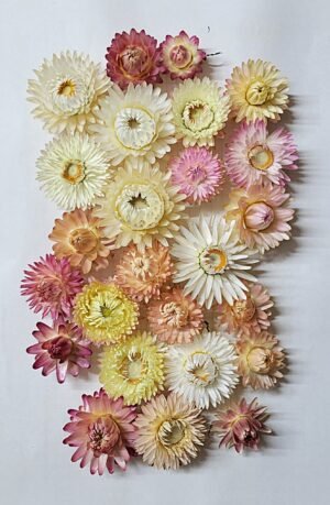 20250721_184647 Immortelles pastels séchées