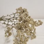 Botte d'achillée blanche séchée