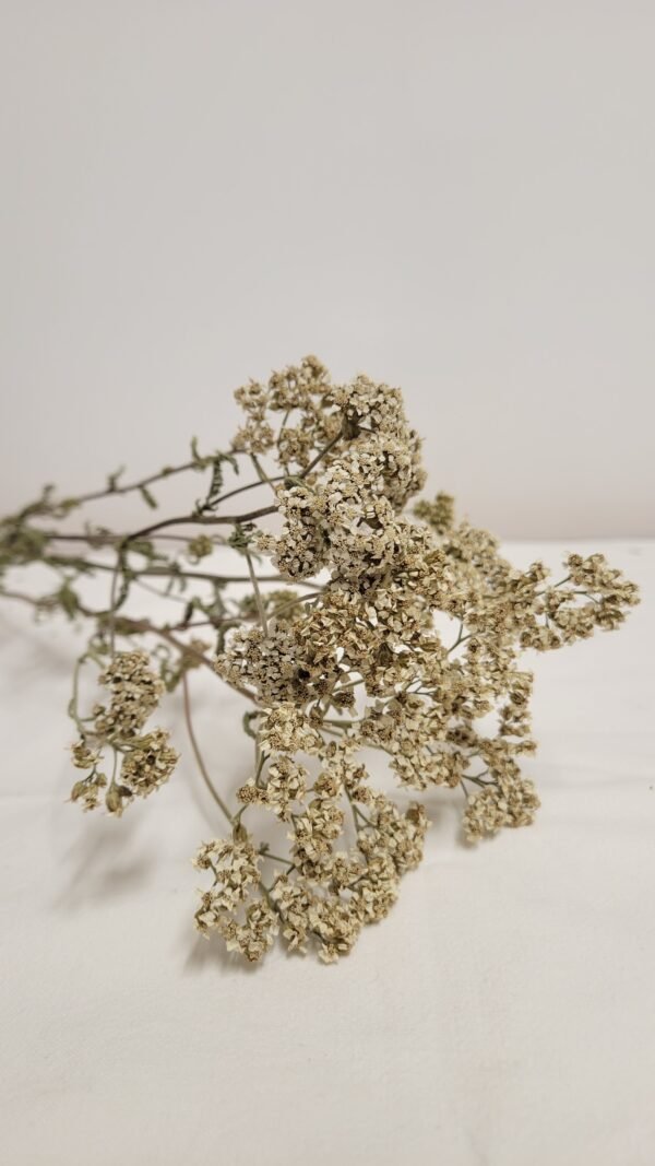 Botte d'achillée blanche séchée