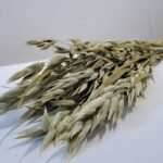 Botte d'avoine séchée