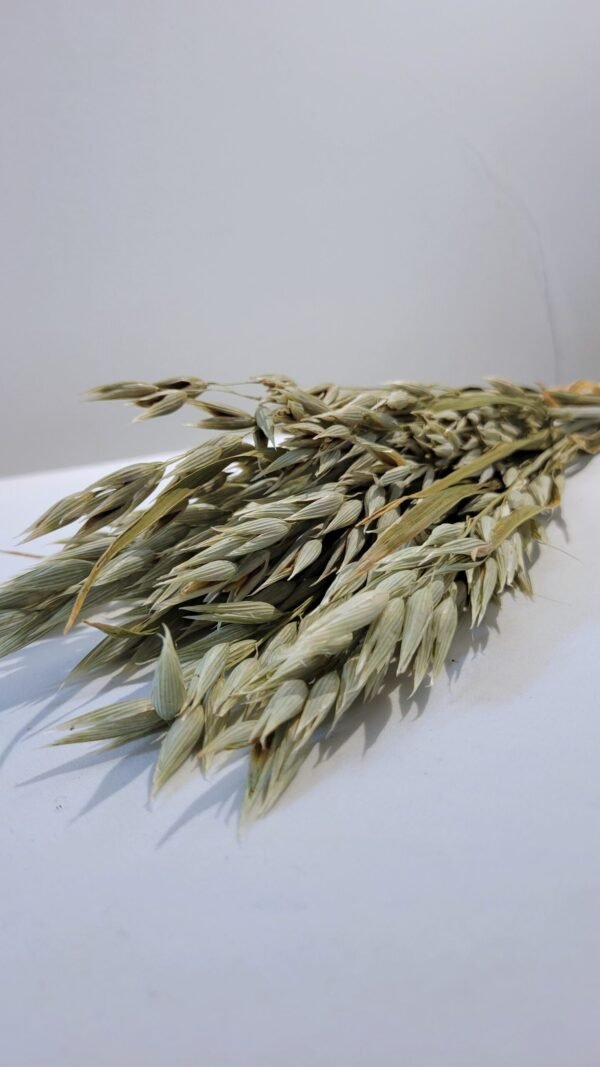 Botte d'avoine séchée