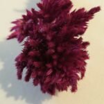 20251029_164842 Célosie