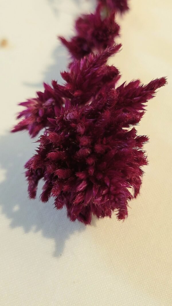 20251029_164842 Célosie