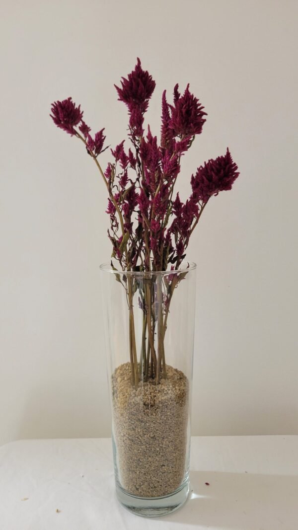 20251029_165218 Célosie